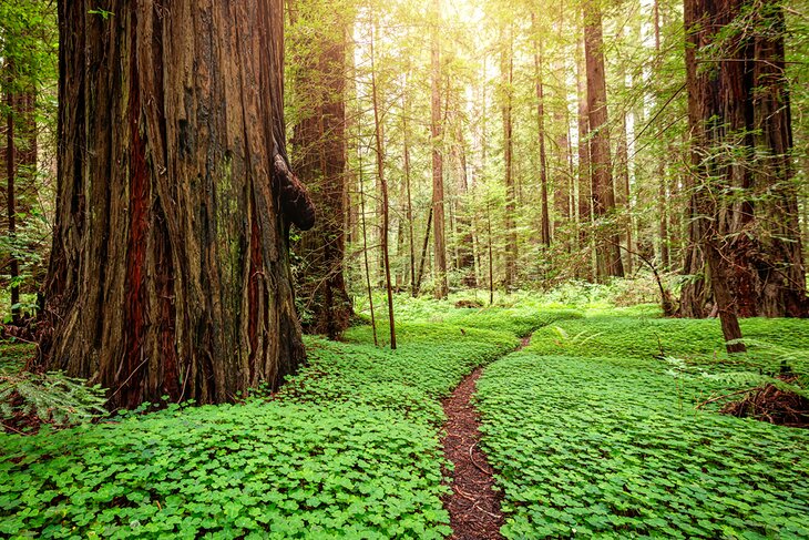 Jedediah Smith Redwoods State Park