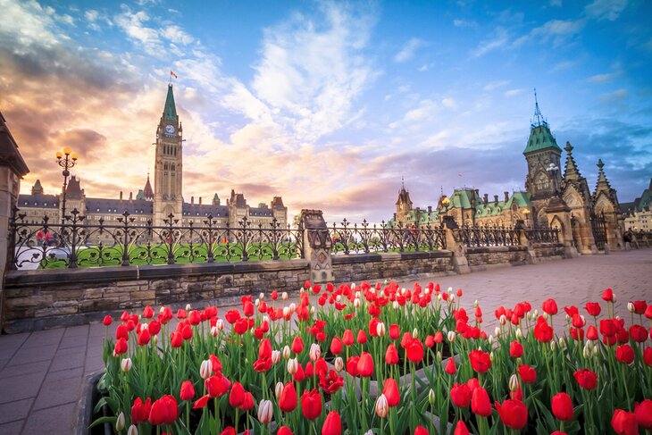 Tulip Festival in Ottawa