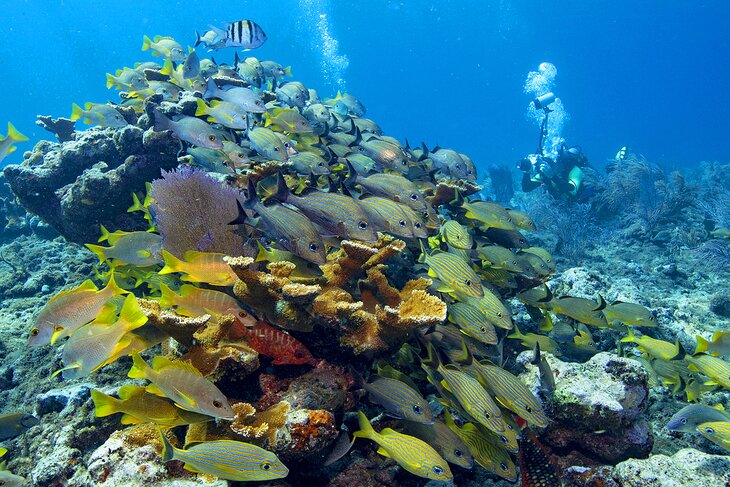 Diving in Key Largo