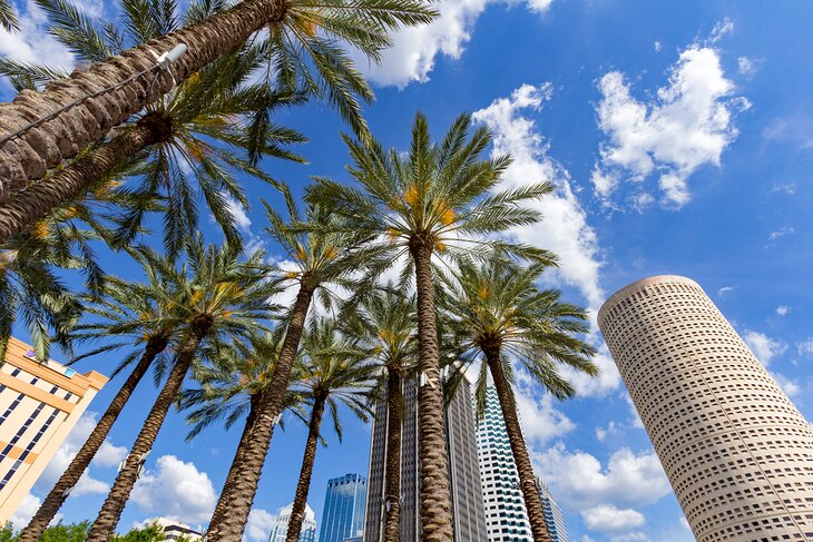 Palm trees in Tampa