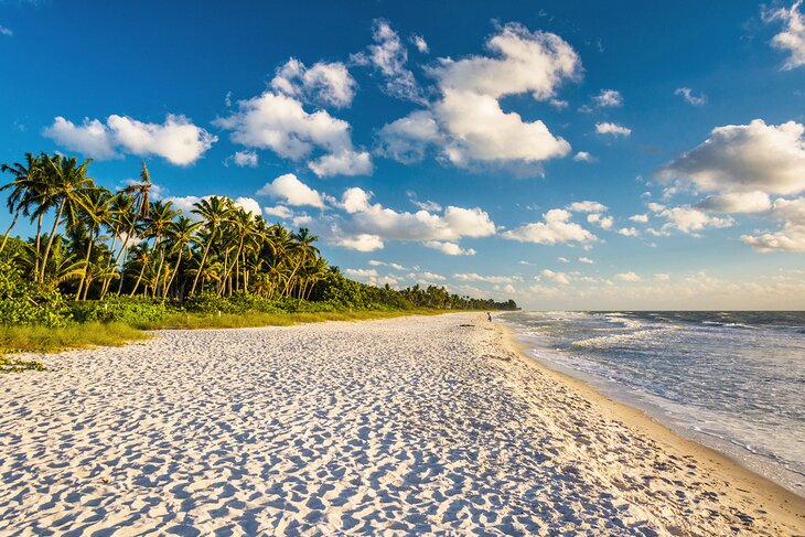 Palm trees along the beach in Naples, Florida