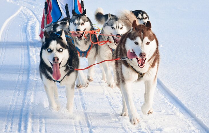 Dog sledding