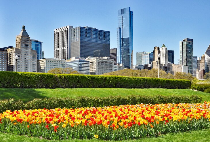 Tulips blooming during spring in Grant Park, Chicago