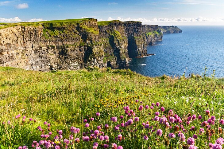 Flowers blooming in spring at the Cliffs of Moher