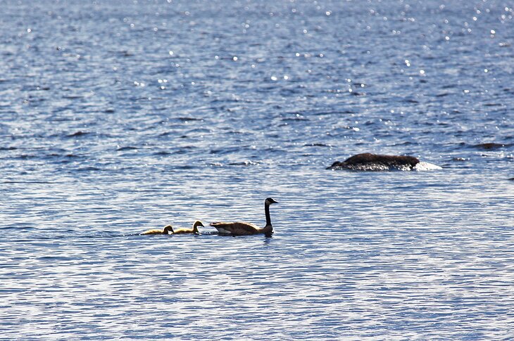 Geese in early summer on Brereton Lake