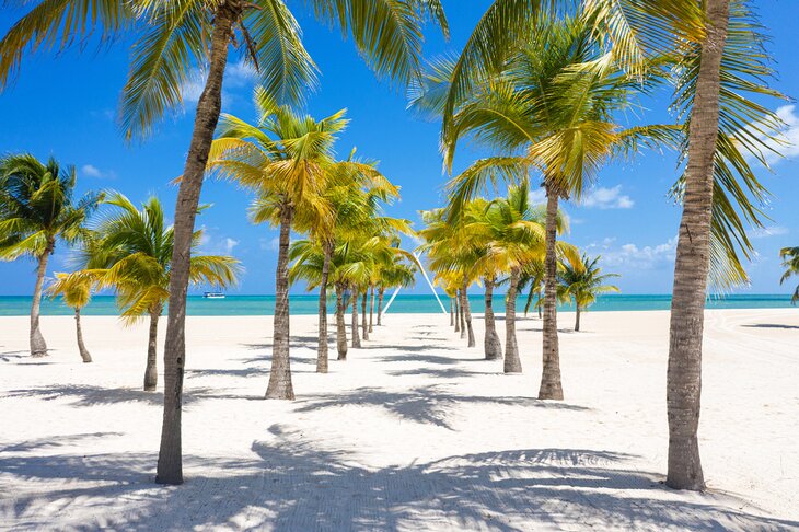 Palm lined beach on the island of Cozumel