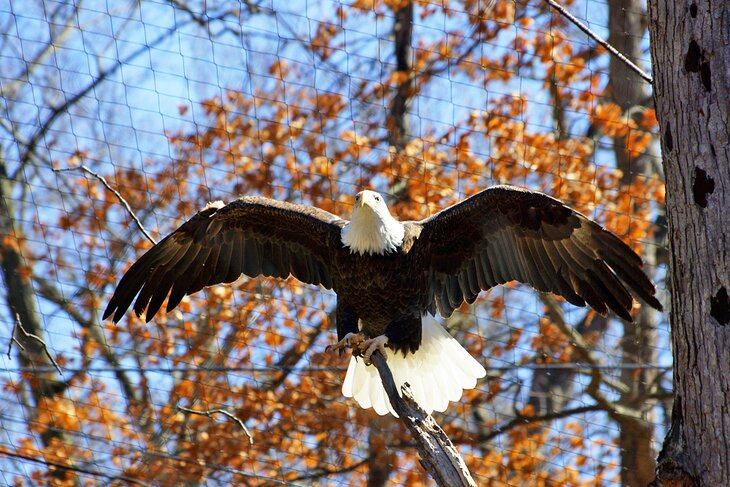 Bald eagle at the Potter Park Zoo