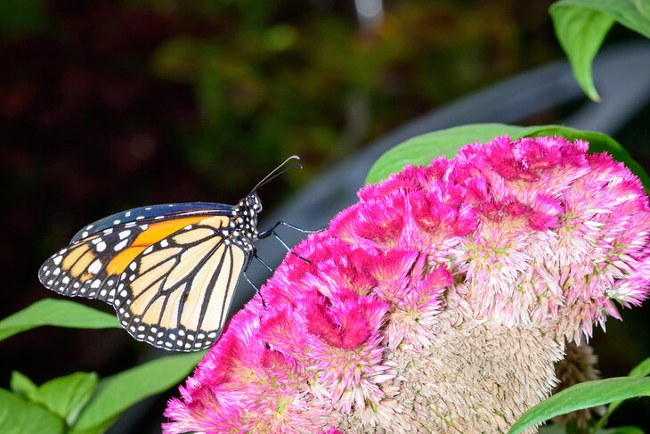 The Original Mackinac Island Butterfly House & Insect World