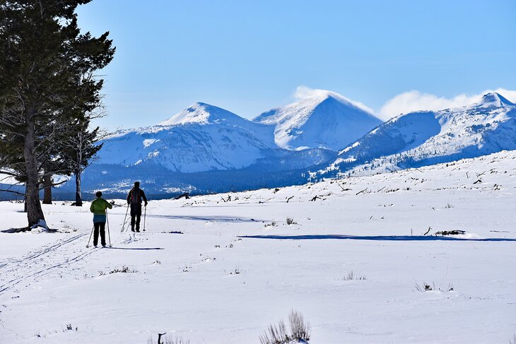Cross-country skiers in Yellowstone National Park