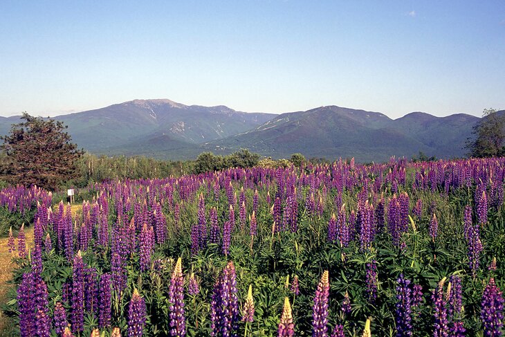 Lupines in Sugar Hill
