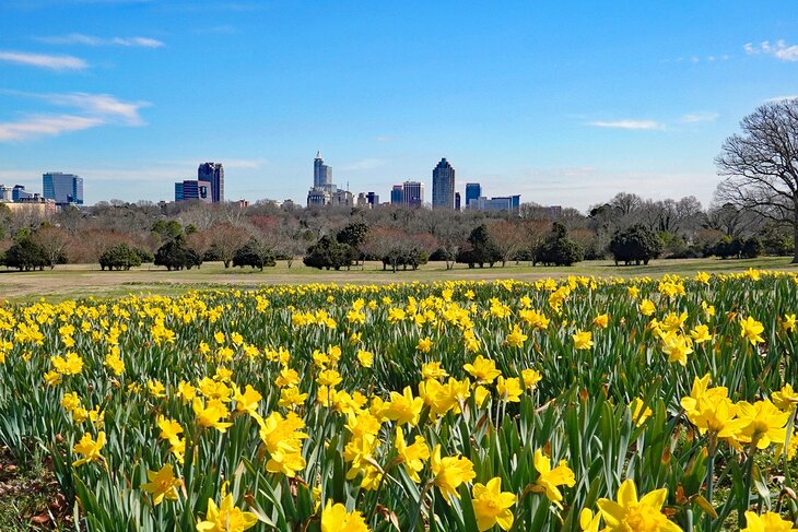 Daffodils blooming in Dorothea Dix Park with the Raleigh, North Carolina skyline in the background