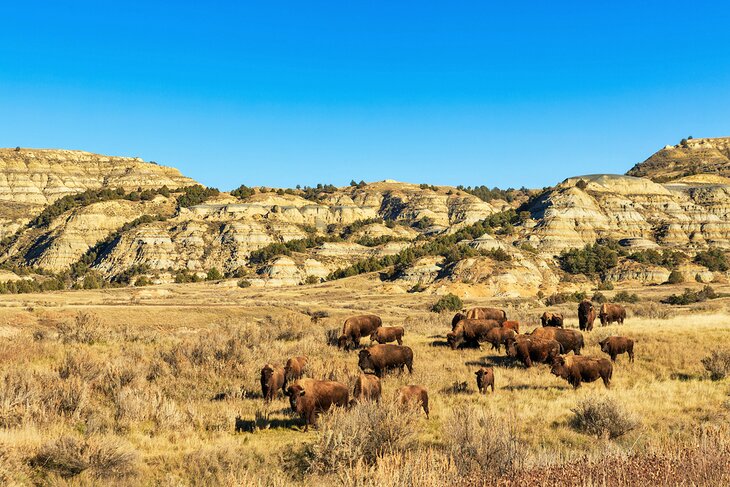 Bison herd in Theodore Roosevelt National Park