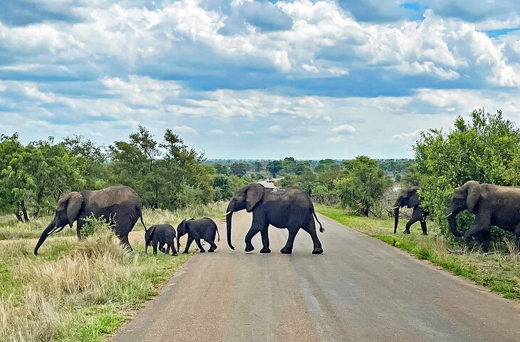Elephants on the road in Kruger National Park