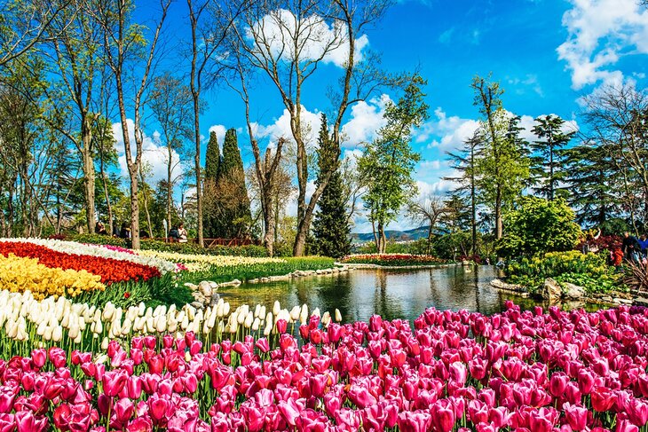 Tulips in Emirgan Park, Istanbul