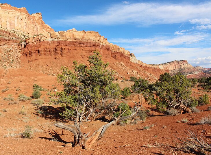 Scenery in Capitol Reef National Park
