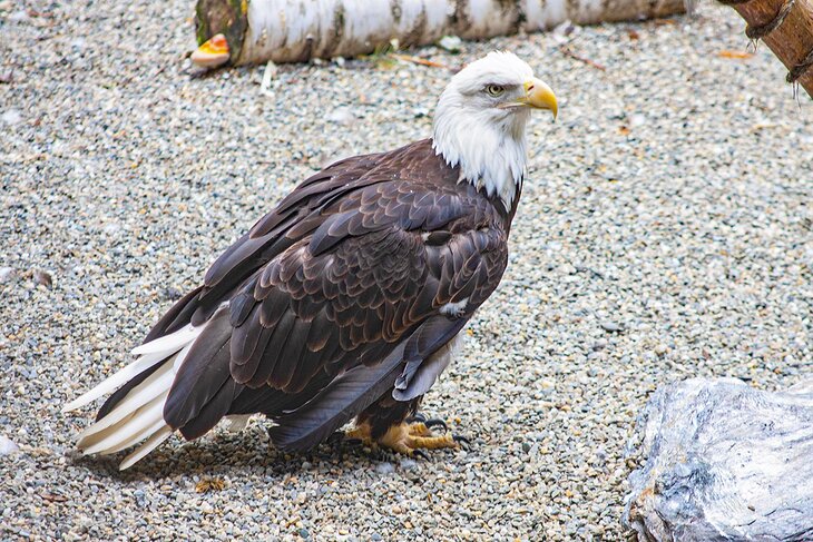 Bald eagle at the Vermont Institute of Natural Science