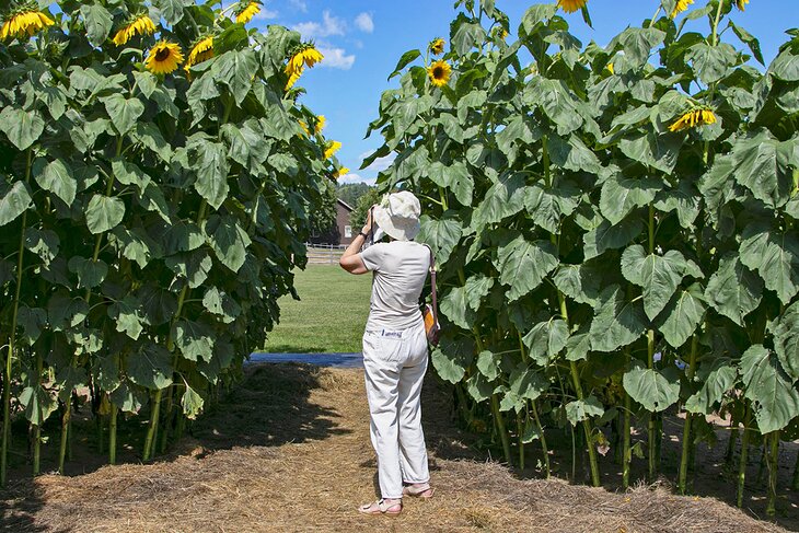 Sunflower House, Billings Farm