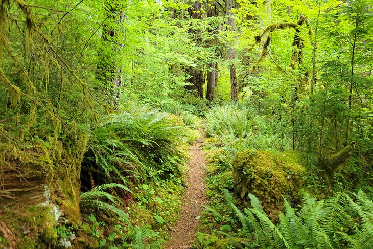 Hoh Rainforest