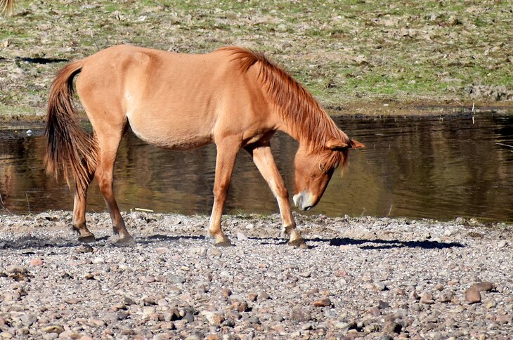 Wild horse at Coon Bluff