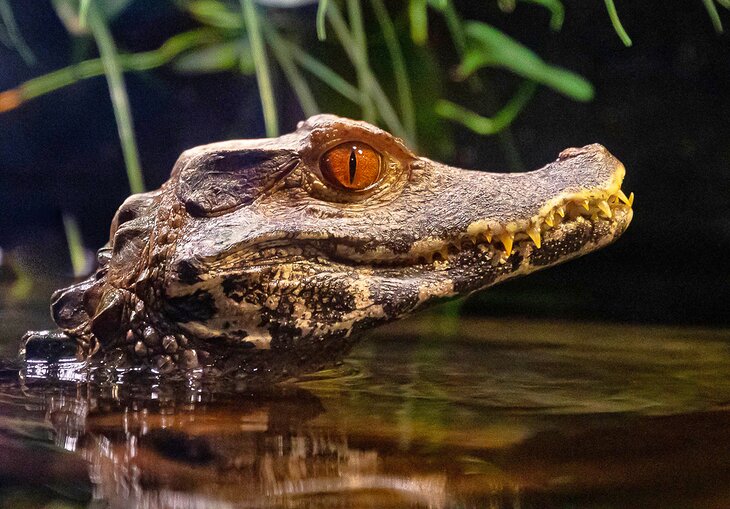 Caiman Crocodile at the OdySea Aquarium