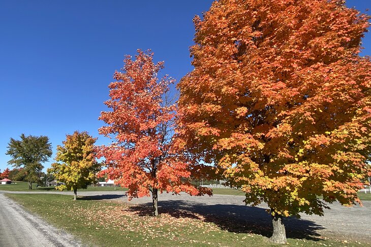 Fall colors in Bracebridge
