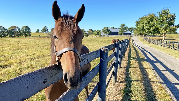 Friendly horse at Mill Ridge Farm near  Lexington, Kentucky