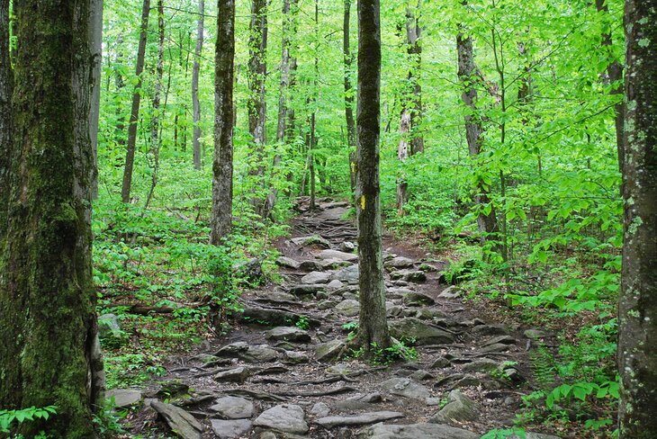 Trail on Mount Wachusett