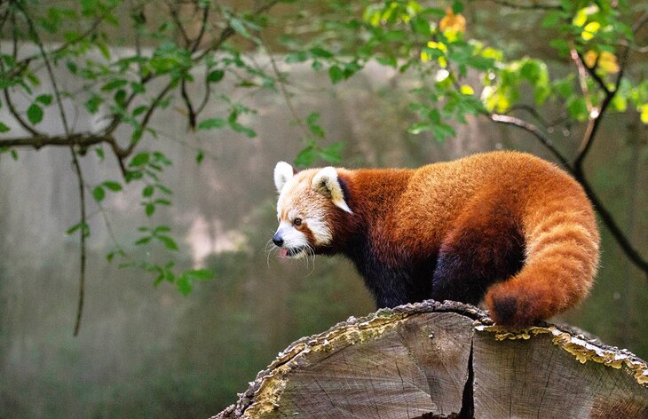Red panda at the Binder Park Zoo