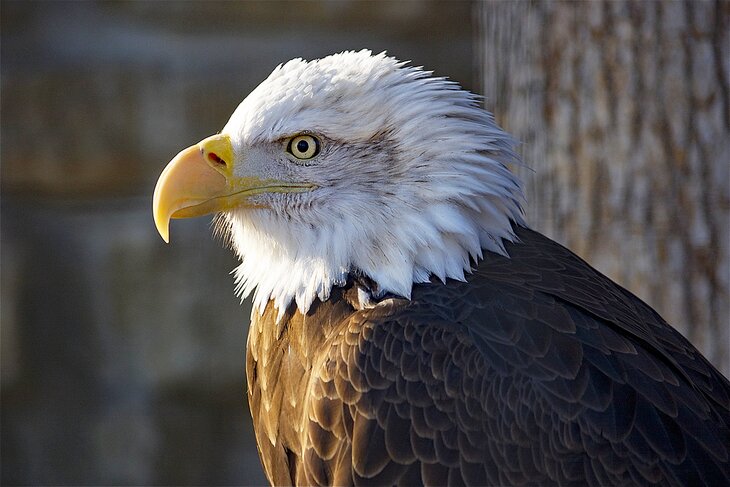 Bald eagle at the Zollman Zoo