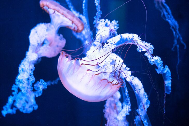 Jellyfish at the Branson Aquarium