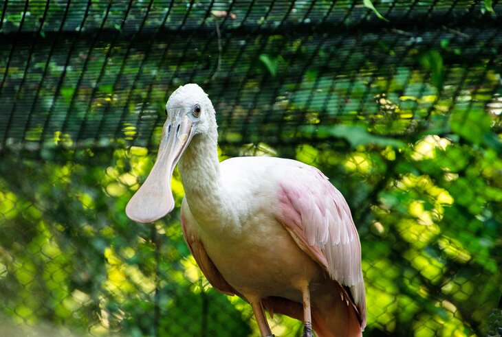 Spoonbill at the Dickerson Park Zoo