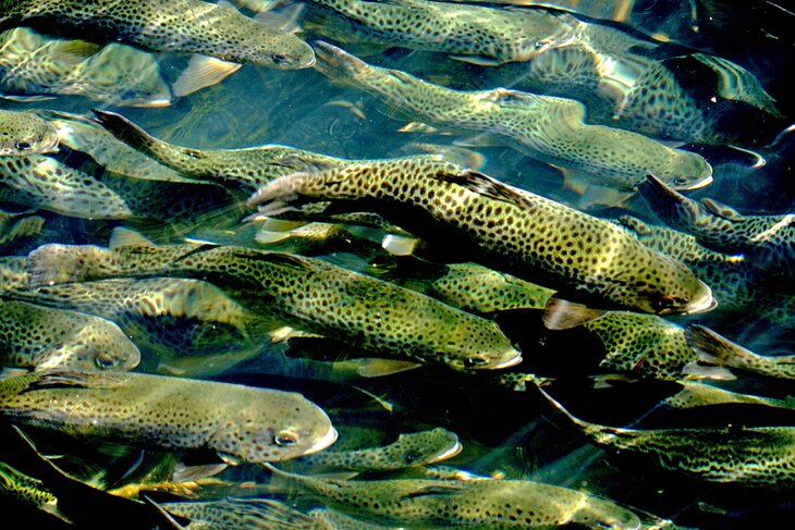 School of trout at Maramec Spring Park