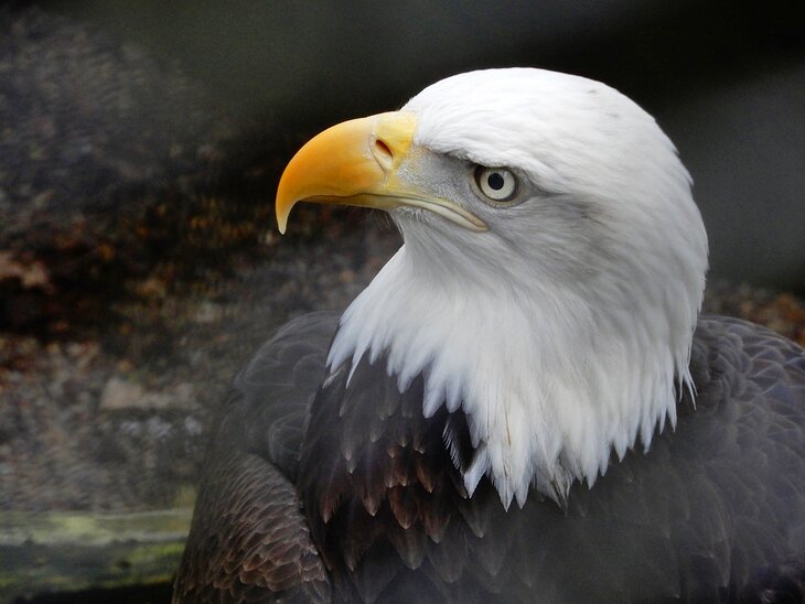 Bald eagle at the Cascades Raptor Center