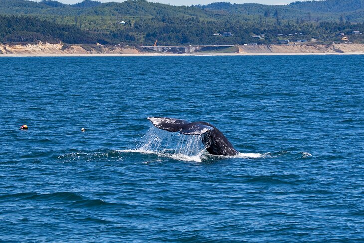 Whale off Newport, Oregon