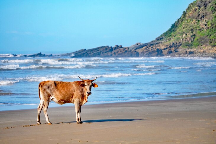 Cow on Second Beach, Port St. Johns