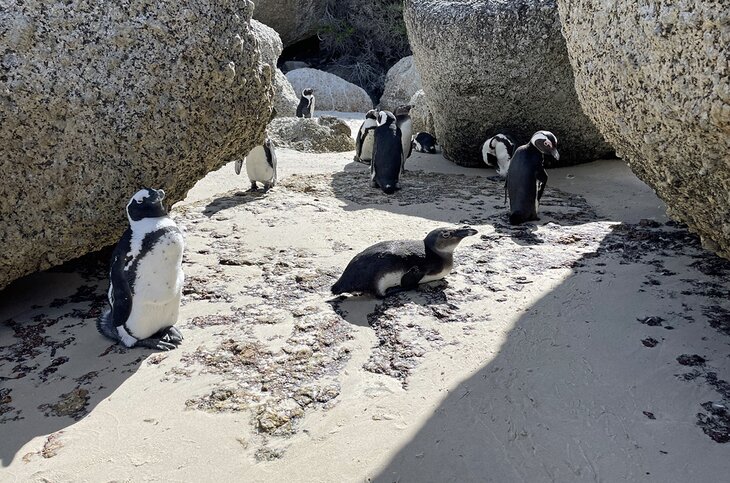 Penguins on Boulders Beach