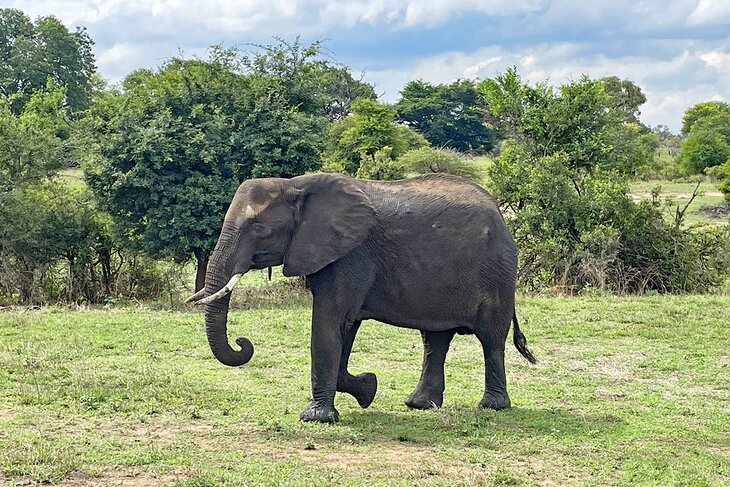 Elephant in Kruger National Park