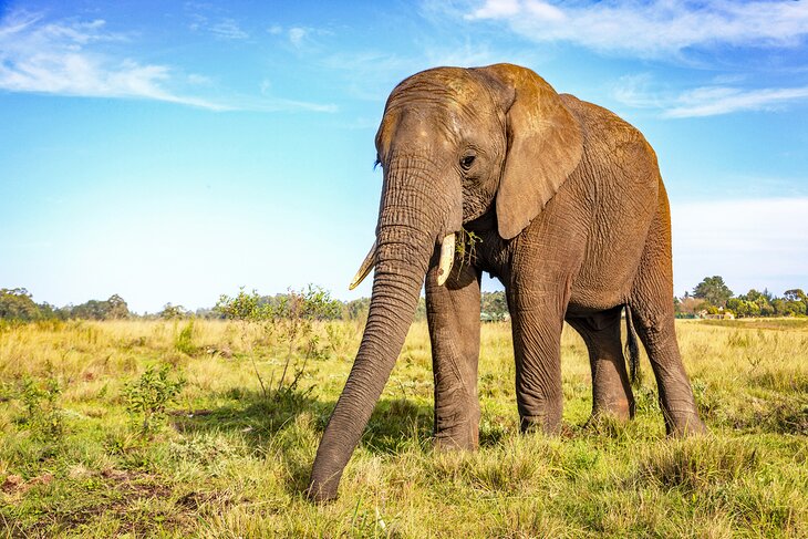 Knysna Elephant Park