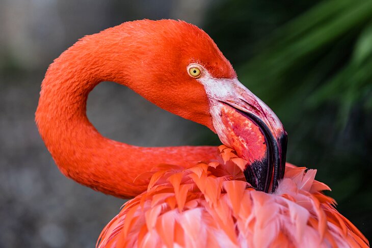 Flamingo at Birds of Eden
