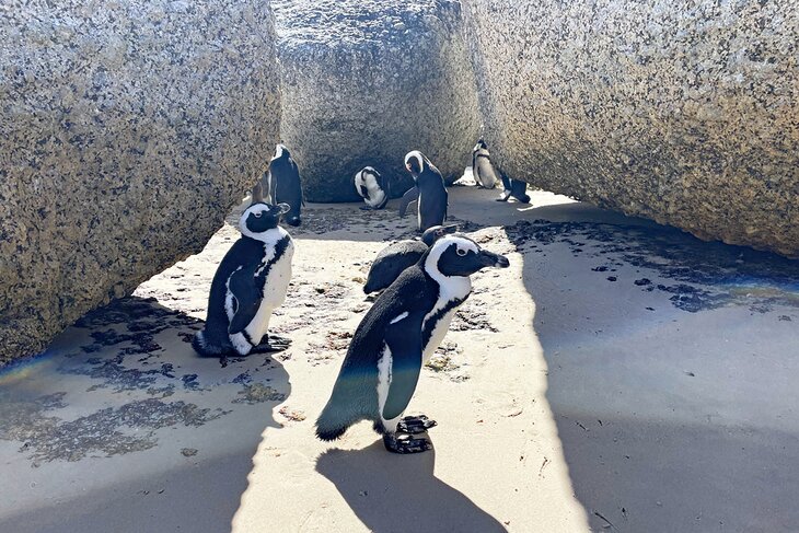 Penguins on Boulders Beach