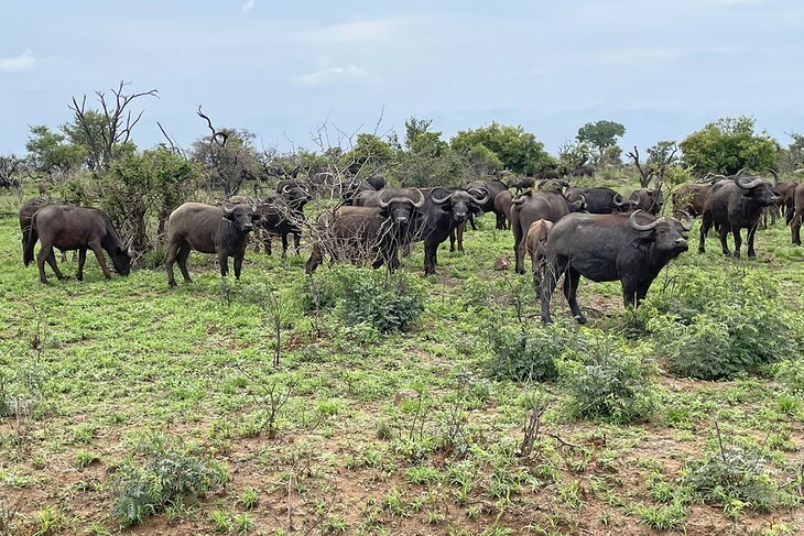 Herd of buffalo in Kruger National Park