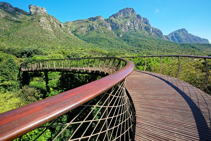 Canopy walkway in the Kirstenbosch National Botanical Garden