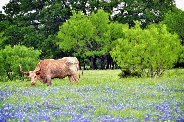 Longhorn standing in a bluebonnet field near Georgetown in the Texas Hill Country