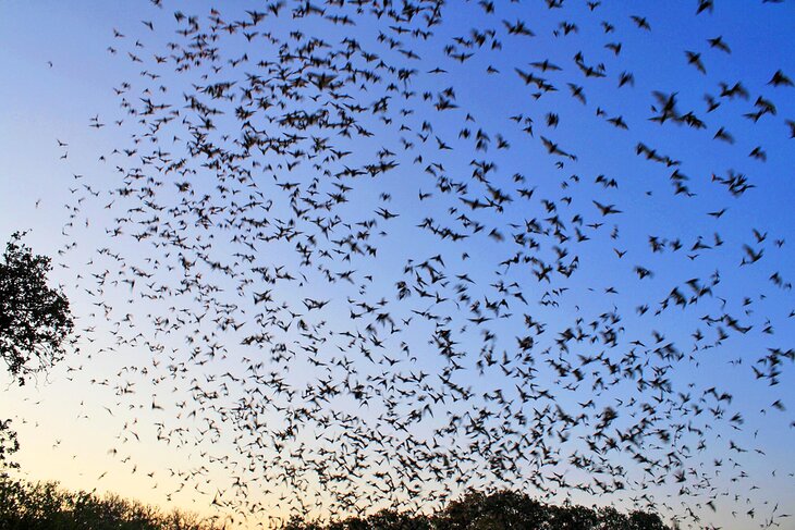 Mexican free-tailed bats emerging from Bracken Cave