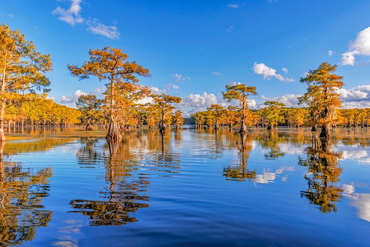 Cypress trees in Caddo Lake, Texas