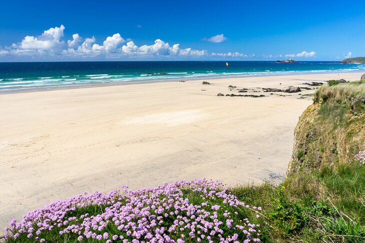 Flowers along a beautiful beach in Cornwall, England, United Kingdom