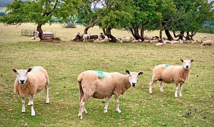 Sheep on a farm in the Welsh Marches