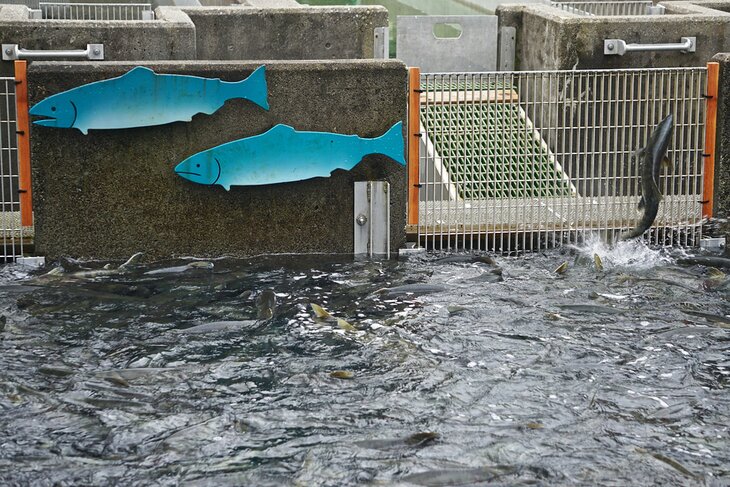 Macaulay Salmon Hatchery