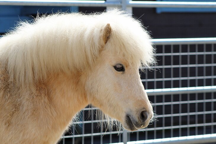 Pony at Graves Park Animal Farm