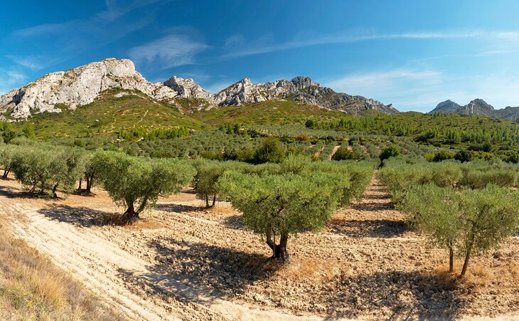 Olive trees near Aureille